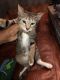Egyptian Mau Cats for sale in 1518 S K Ln, Lake Worth, FL 33460, USA. price: $800