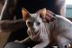 Egyptian Mau Cats for sale in Desert Hot Springs, CA, USA. price: $550