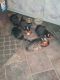 Egyptian Mau Cats