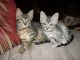 Egyptian Mau Cats for sale in Florida A1A, Miami Beach, FL, USA. price: NA