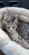 Egyptian Mau Cats for sale in Sully Station, VA 20120, USA. price: $800