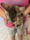 Egyptian Mau Cats for sale in Cape Coral, FL, USA. price: $100