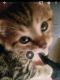 Egyptian Mau Cats for sale in 5075 W 4700 S, Kearns, UT 84118, USA. price: NA