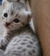 Egyptian Mau Cats for sale in Hollywood, FL, USA. price: $1,000