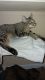 Egyptian Mau Cats for sale in Melbourne, FL, USA. price: $600