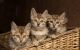 Egyptian Mau Cats for sale in Summerside, PE, Canada. price: NA