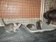 Egyptian Mau Cats for sale in Wilmington, DE, USA. price: NA