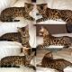 Egyptian Mau Cats for sale in Corpus Christi, TX, USA. price: NA