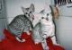 Egyptian Mau Cats for sale in New York, NY, USA. price: NA