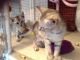 Egyptian Mau Cats for sale in Roseville, CA, USA. price: NA