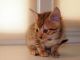 Egyptian Mau Cats for sale in Lawton, OK, USA. price: NA