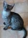 Egyptian Mau Cats for sale in Bakersfield, CA, USA. price: NA