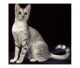 Egyptian Mau Cats for sale in Berkeley, CA, USA. price: NA