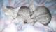 Egyptian Mau Cats for sale in Anaheim, CA, USA. price: NA