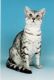 Egyptian Mau Cats for sale in San Bernardino, CA, USA. price: NA