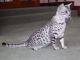 Egyptian Mau Cats for sale in Los Angeles, CA, USA. price: NA