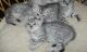 Egyptian Mau Cats for sale in Dallas, TX 75270, USA. price: NA