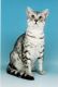 Egyptian Mau Cats for sale in Oklahoma City, OK, USA. price: NA