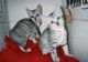 Egyptian Mau Cats for sale in State Hwy 295, Washington, DC, USA. price: NA
