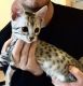Egyptian Mau Cats for sale in TX-249, Houston, TX, USA. price: NA