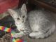 Egyptian Mau Cats for sale in Florida, NY, USA. price: NA