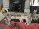 Egyptian Mau Cats for sale in Northview Ave, Anderson, SC 29625, USA. price: NA