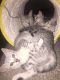 Egyptian Mau Cats for sale in 229th Dr, Live Oak, FL 32060, USA. price: $350