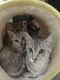 Egyptian Mau Cats for sale in 904 FL-436, Altamonte Springs, FL 32714, USA. price: NA