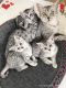 Egyptian Mau Cats for sale in Philadelphia, PA, USA. price: NA