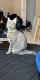 Egyptian Mau Cats for sale in Houston, TX, USA. price: NA