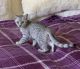 Egyptian Mau Cats for sale in Punta Gorda, FL, USA. price: NA