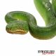Emerald tree boa Reptiles for sale in NJ-17, Paramus, NJ 07652, USA. price: NA