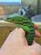 Emerald tree monitor Reptiles