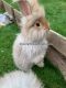 English Angora Rabbits
