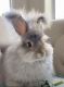 English Angora Rabbits for sale in Portland, OR 97086, USA. price: NA