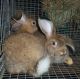 English Angora Rabbits