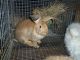English Angora Rabbits for sale in Sparta, NC 28675, USA. price: NA