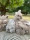 English Angora Rabbits for sale in Branchburg, NJ, USA. price: $200