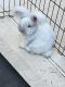 English Angora Rabbits for sale in Cantonment, FL 32533, USA. price: $25