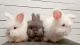 English Angora Rabbits for sale in Oliver Springs, TN, USA. price: NA