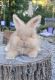 English Angora Rabbits for sale in Pound Ridge, NY 10576, USA. price: NA