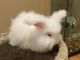 English Angora Rabbits for sale in McLean, VA, USA. price: NA