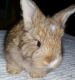 English Angora Rabbits for sale in Maumee, OH, USA. price: NA