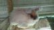 English Angora Rabbits for sale in Sedalia, KY, USA. price: NA