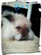 English Angora Rabbits for sale in Floral City, FL 34436, USA. price: $75