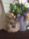 English Angora Rabbits for sale in Morrow, OH 45152, USA. price: NA