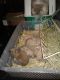English Angora Rabbits for sale in Niagara Falls, NY, USA. price: $100