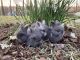 English Angora Rabbits for sale in Sandy Spring, Ashton-Sandy Spring, MD, USA. price: $50