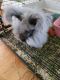 English Angora Rabbits for sale in Berryville, VA 22611, USA. price: NA