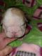 English Bulldog Puppies for sale in Lakeland, FL, USA. price: $4,500
